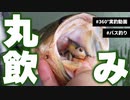 フロッグでバス釣りしてみた