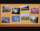 【第三回10秒動画祭】10秒で振り返る今年見た桜