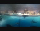 [実写動画]名古屋港水族館でペンギンを見てきた