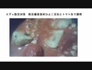 Ｘディ防災対策　防災備蓄食材ひよこ豆缶とトマト缶で調理