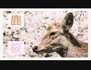 【ゆっくり旅行】桜と鹿のコラボを撮りに行くぞ！！！  | いいとこめぐり #10
