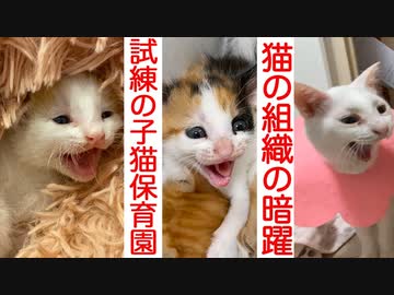 猫の組織NNN、子猫保育園に試練を与える
