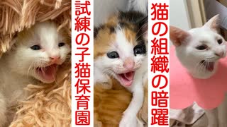 猫の組織NNN、子猫保育園に試練を与える