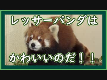 VOICEVOX:ずんだもん「レッサーパンダはかわいいのだ」