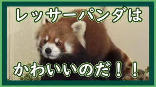 VOICEVOX:ずんだもん「レッサーパンダはかわいいのだ」