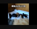 【喋る子猫】お母さんのお腹はファーストフード