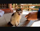 神社にいた猫をナデナデしてきた