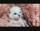シャムキジ保護子猫、ミルクでかつてない苦戦をする