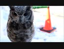 アビシニアンワシミミズク～Bubo cinerascens