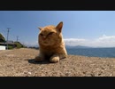 猫島をダラダラ歩くだけの動画