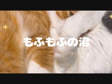 もふもふしてたので撮影してみたら…