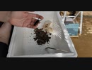 ｛昆虫｝菌糸劣化に伴うコクワガタの成虫掘出し｛飼育｝
