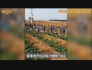 まるで鍋島藩 　 役人の視察が農家に大迷惑