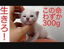 シャムキジ保護子猫、異常を抱えて初検診に行く