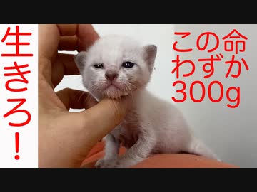 シャムキジ保護子猫、異常を抱えて初検診に行く