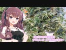 【第三回10秒動画祭】かりんレポート～春の山菜編～