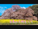 吉高の大桜まつり 2023 葉桜編