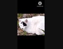 猫を撮影した