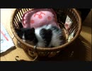 猫夢想