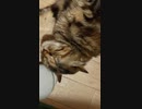 【猫のフレイア】帰宅した際に必ずやる靴下をはいた足に顔をこすりつけるムーブ