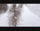 【東北きりたん】ある春の日のこと