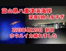 【ホタルイカ掬い】ホタルイカの身投げ目的で岐阜から3時間かけて富山県八重津浜海岸へ行ってきました。ホタルイカ取れました！