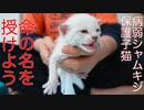 病弱シャムキジ子猫、由緒ある名を受け継ぐ
