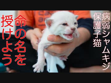 病弱シャムキジ子猫、由緒ある名を受け継ぐ