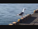 ぶらり散歩　#101　2023/4/28