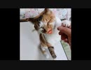 【短い面白動画】いつも娘たちの前に猫草を食べる母猫