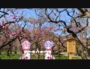 【旅行】春って言ったら梅だよね？【MMDルーキーズフェスタ2023】