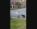 ホモと見る猫の喧嘩の仲裁に颯爽と現れる犬