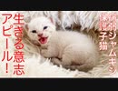 病弱シャムキジ保護子猫、生きる意志をアピールする