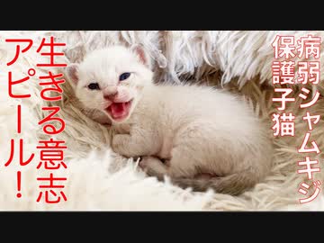 病弱シャムキジ保護子猫、生きる意志をアピールする