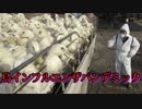 全てのニワトリに強制接種させるためタンパク質危機問題が本格化している