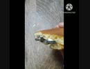 どら焼きにいそ松葉あうよlet's dance どら焼き違った踊らなきゃ