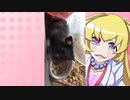 ヒヨリちゃんのハムスターの日常。29