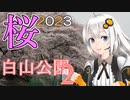 【桜 2023】  桜並木 白山公園2（東京都東久留米市）
