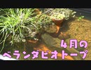４月のベランダビオトープ