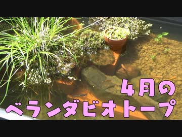 ４月のベランダビオトープ