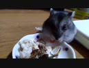 ハムスター飼いました。その145～2023年4月だよ!!体重測定だよ!!～