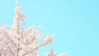 「桜」河口恭吾 歌詞付き