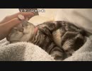 【贅肉ちゃん】我々の朝が来ました。2023年4月23日