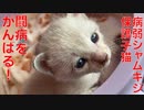 病弱シャムキジ子猫、闘病生活を開始する