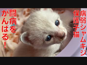 病弱シャムキジ子猫、闘病生活を開始する