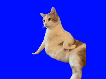 島田部長みたいな猫BB