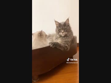 ホモと見る幸せなキスをするネコ