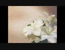 Lilium