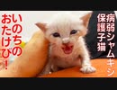 病弱シャムキジ子猫、声なき雄叫びをあげる