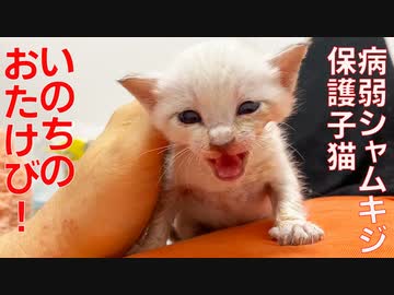 病弱シャムキジ子猫、声なき雄叫びをあげる